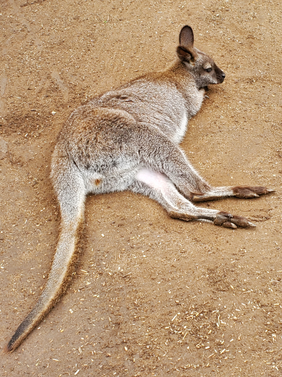095 Featherdale Wild Animal Park