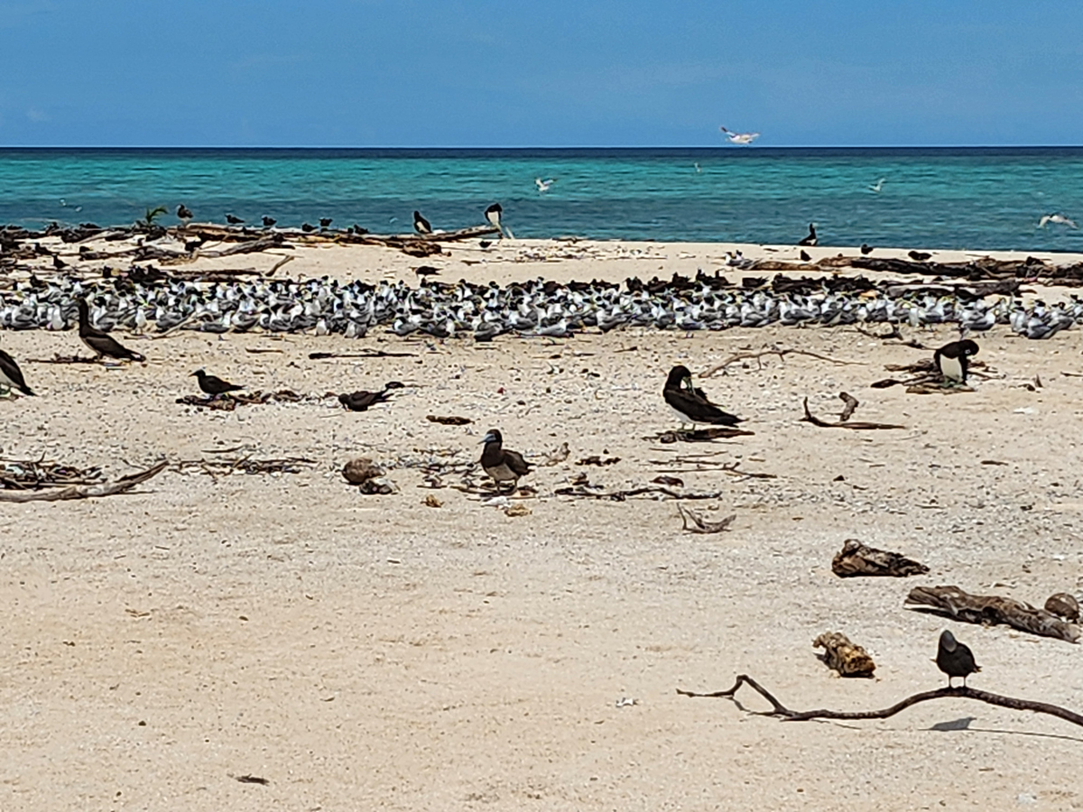 126 Michaelmas Cay Great Barrier Reef