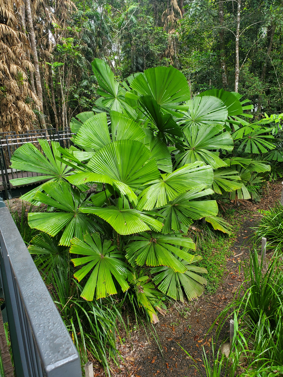 156 Skyrail Rainforest Cableway