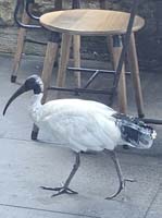 049 Australian White Ibis