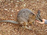 084 Featherdale Wild Animal Park