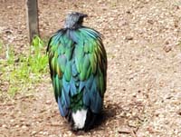 089 Featherdale Wild Animal Park