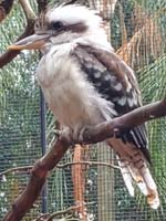 092 Featherdale Wild Animal Park
