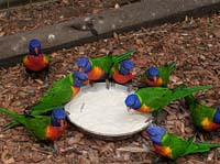 093 Featherdale Wild Animal Park
