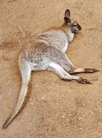 095 Featherdale Wild Animal Park