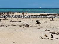 126 Michaelmas Cay Great Barrier Reef