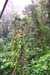 132 Monteverde Bridges DCP_1578