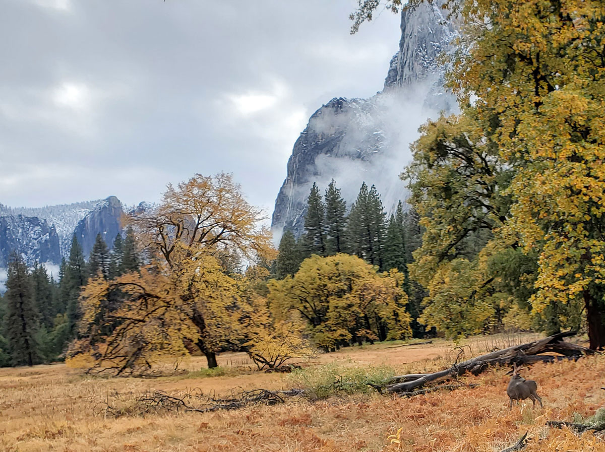 07 El Cap with Deer