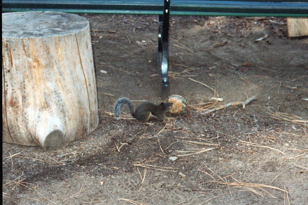04 Ambitious Squirel 260541347503a